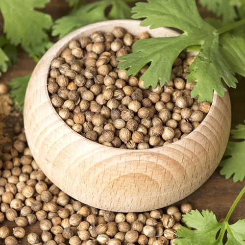 Coriander